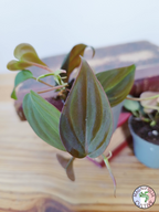 Philodendron scandens 'Micans'
