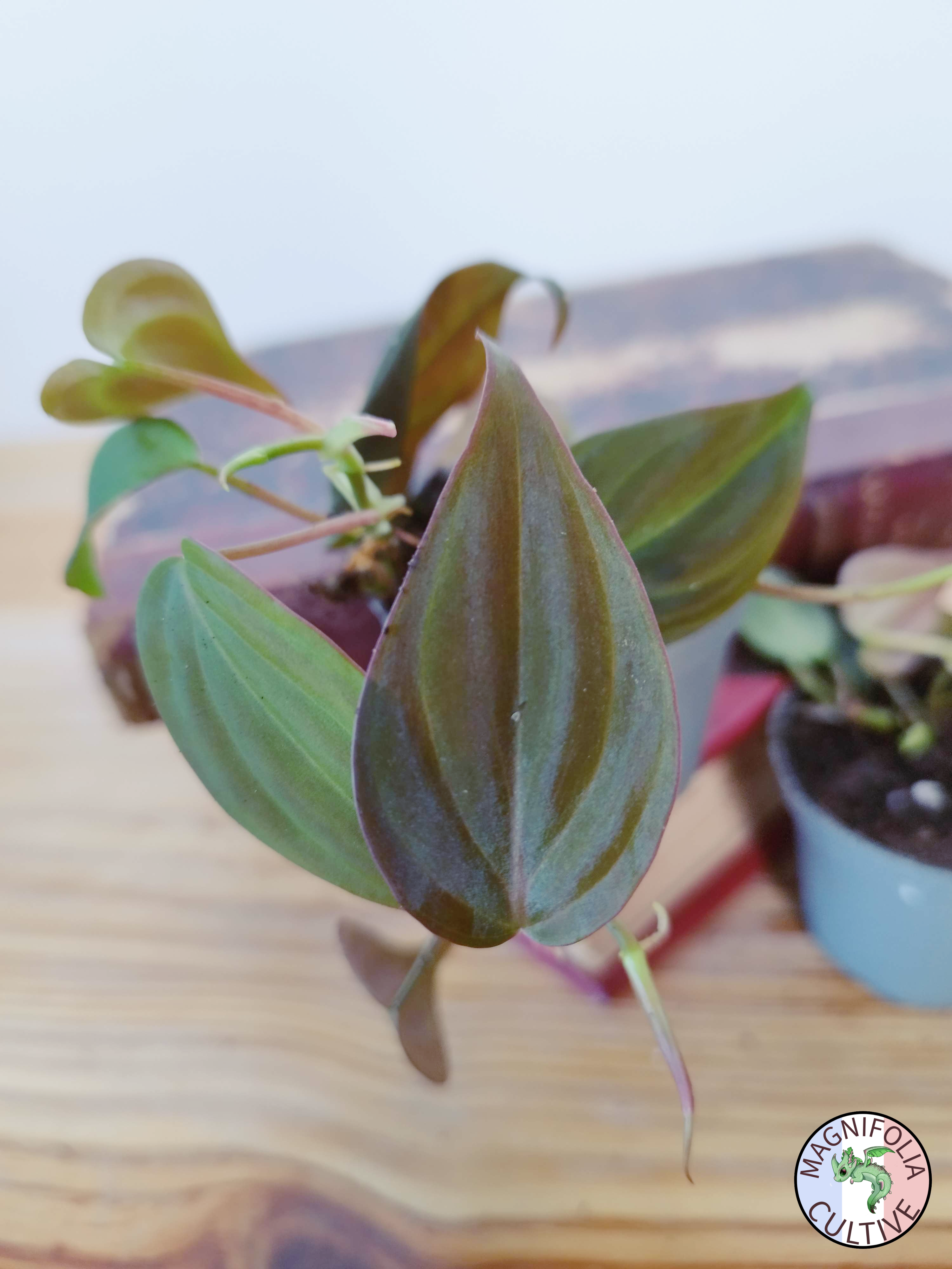 Philodendron scandens 'Micans'