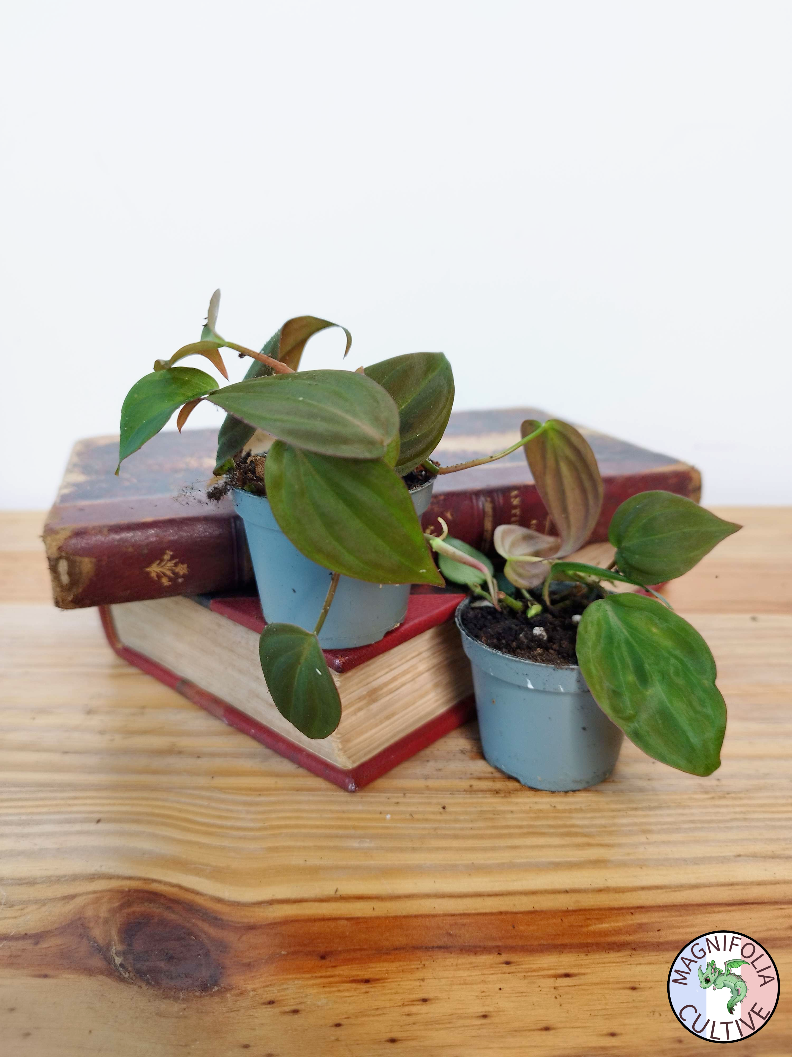 Philodendron scandens 'Micans'