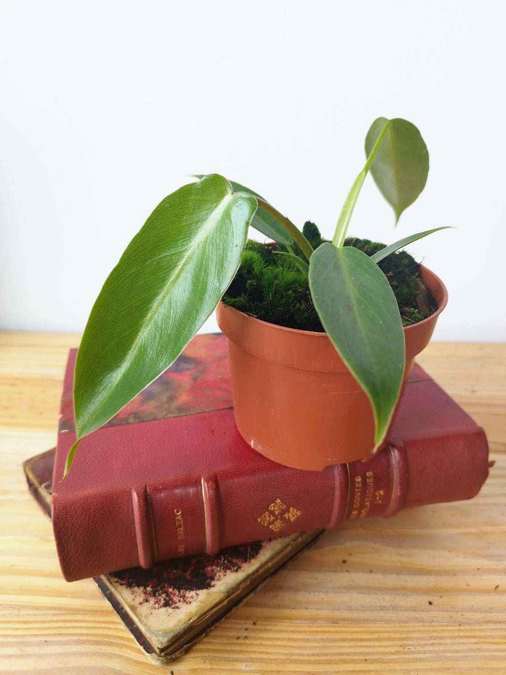 Philodendron spiritus-sancti