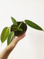 Philodendron spiritus-sancti
