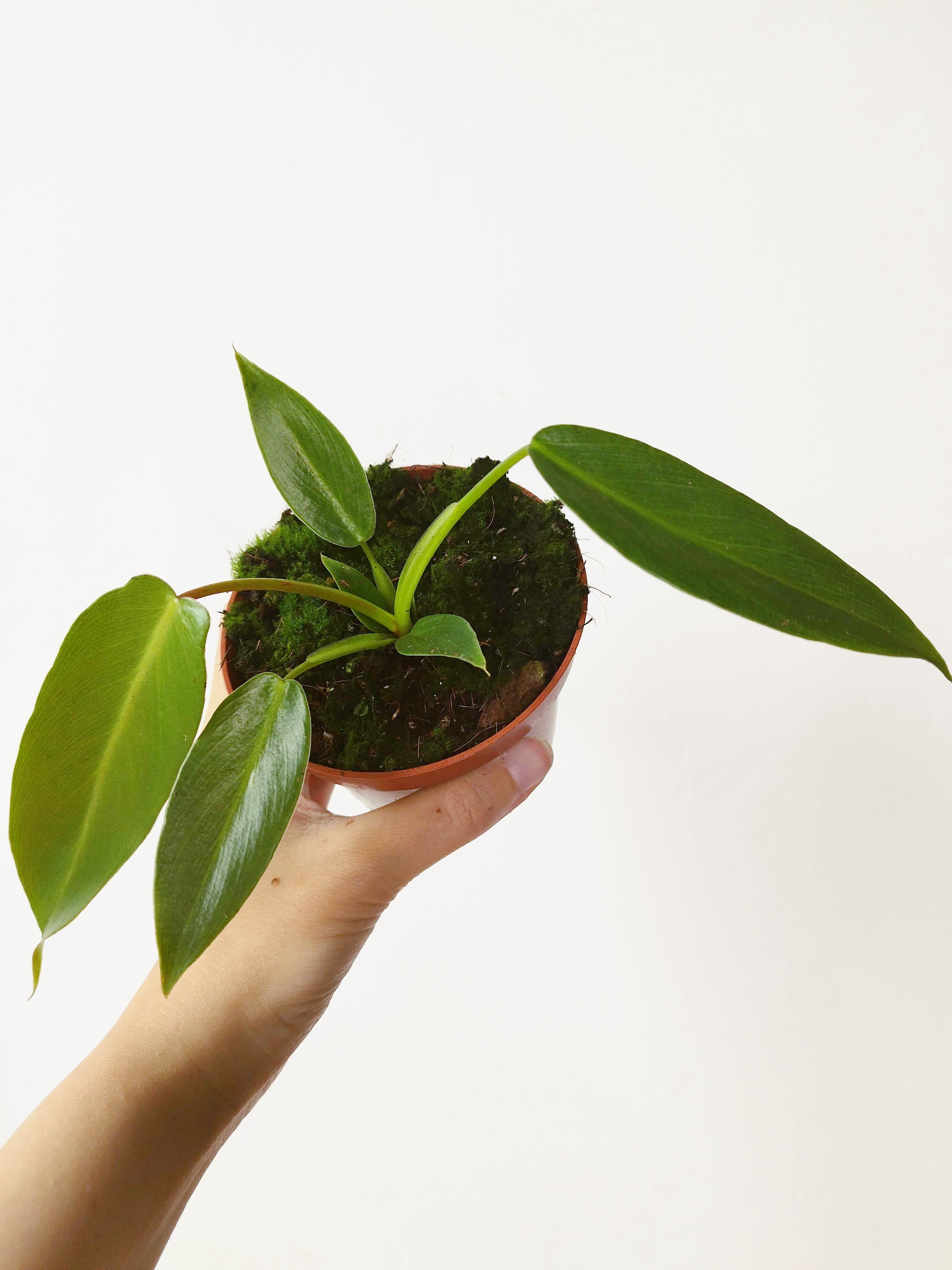 Philodendron spiritus-sancti