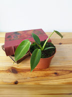 Philodendron spiritus-sancti