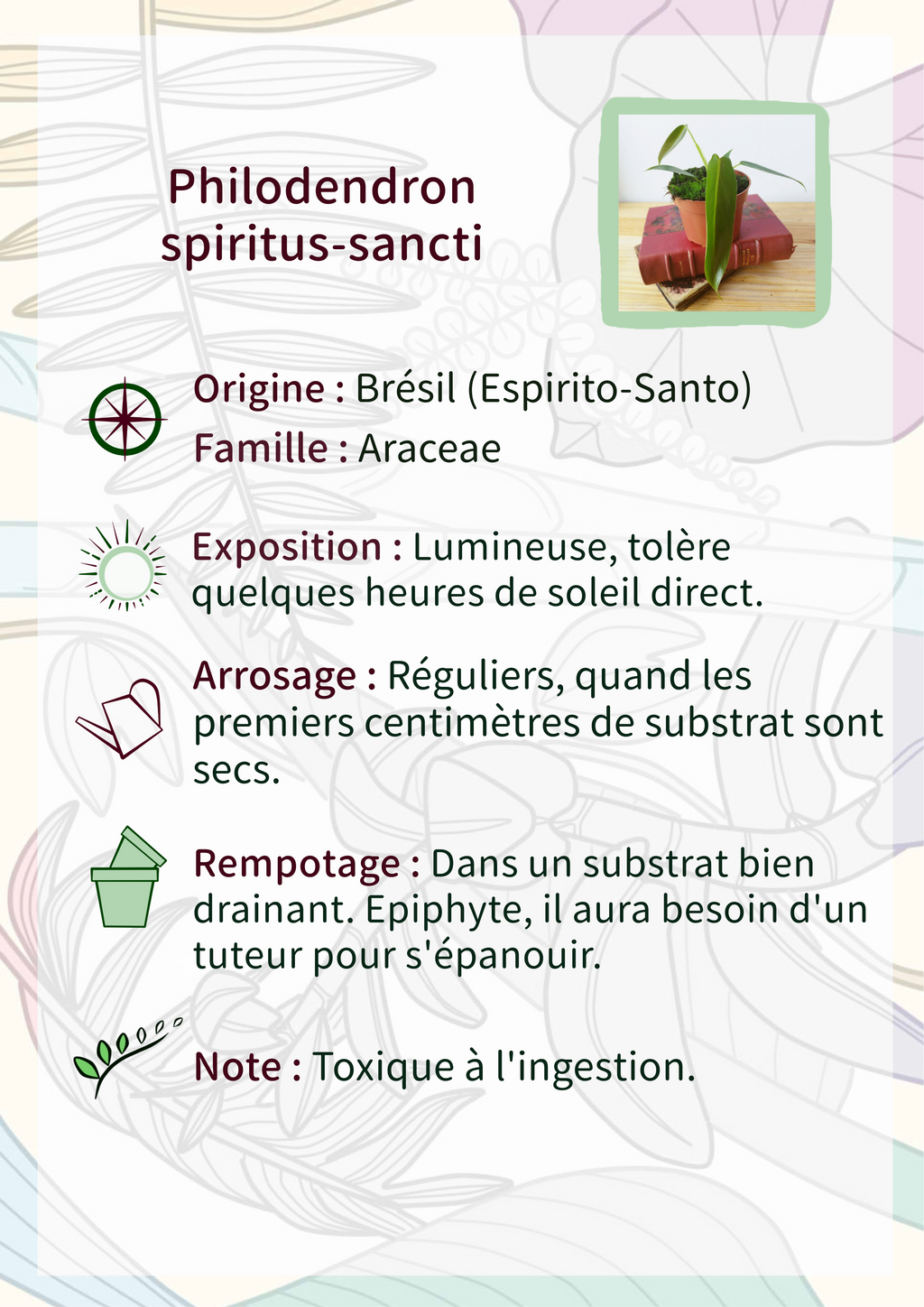 Philodendron spiritus-sancti