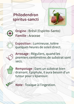 Philodendron spiritus-sancti