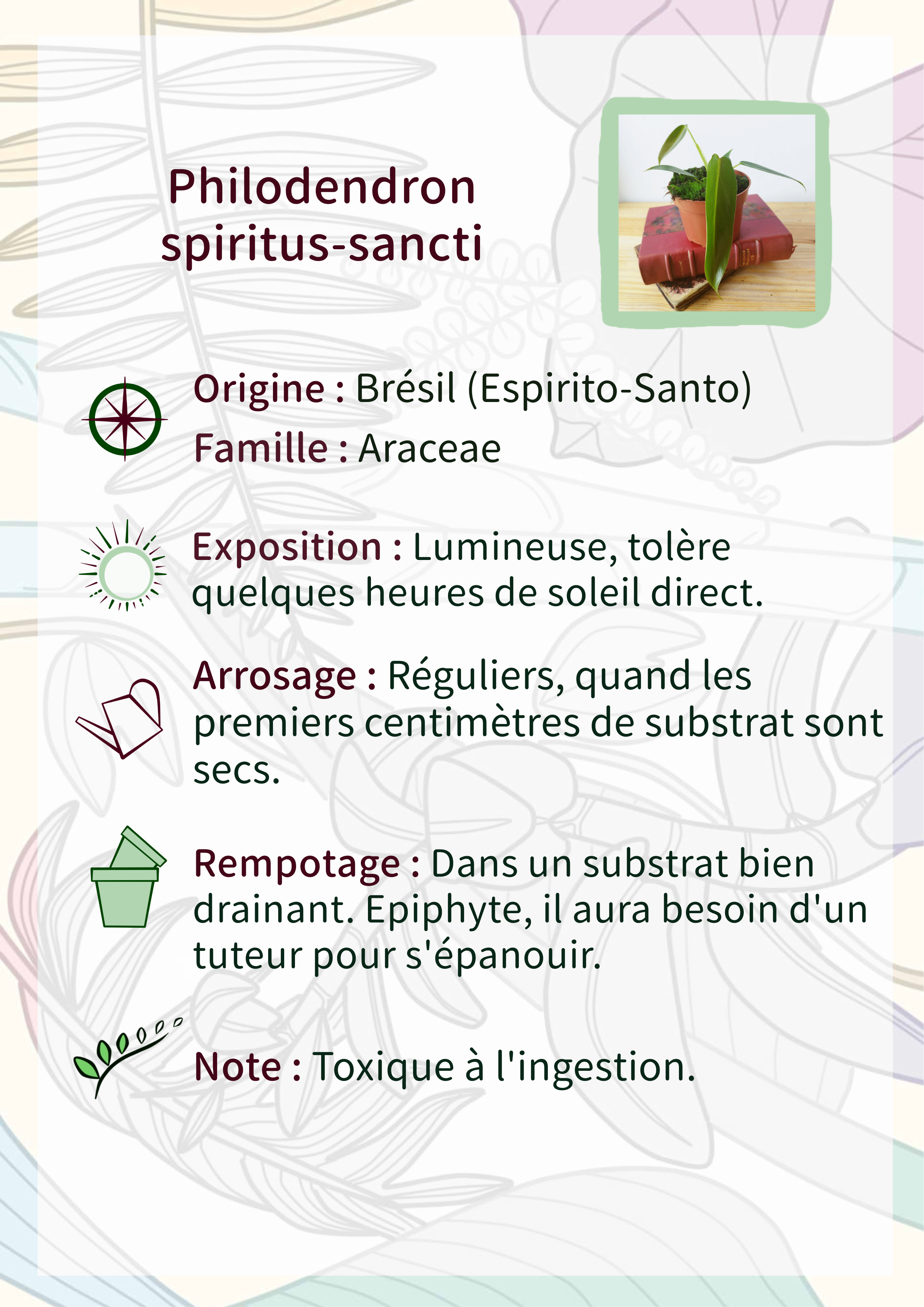Philodendron spiritus-sancti