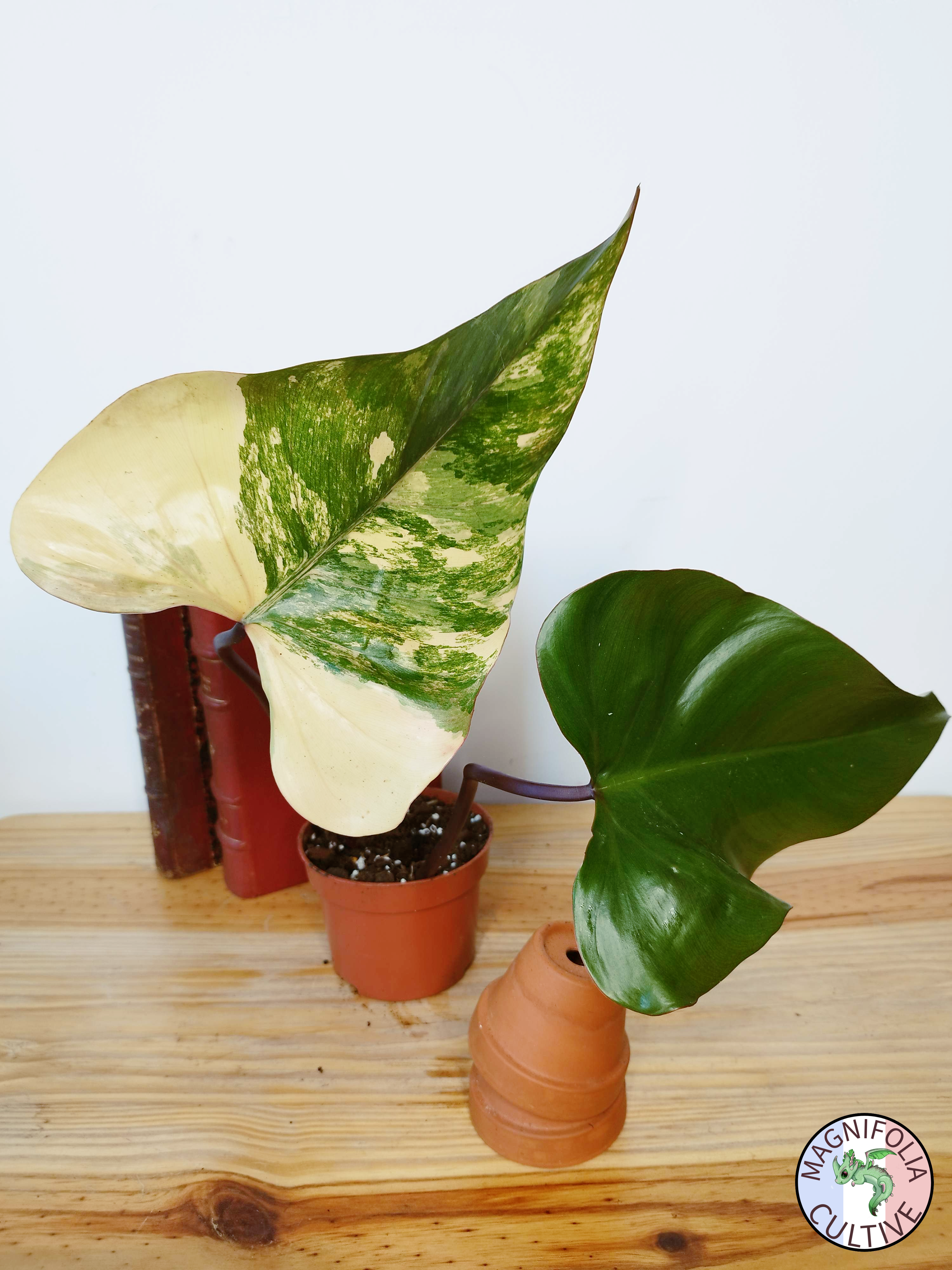 Philodendron 'Strawberry Shake'