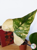 Philodendron 'Strawberry Shake'