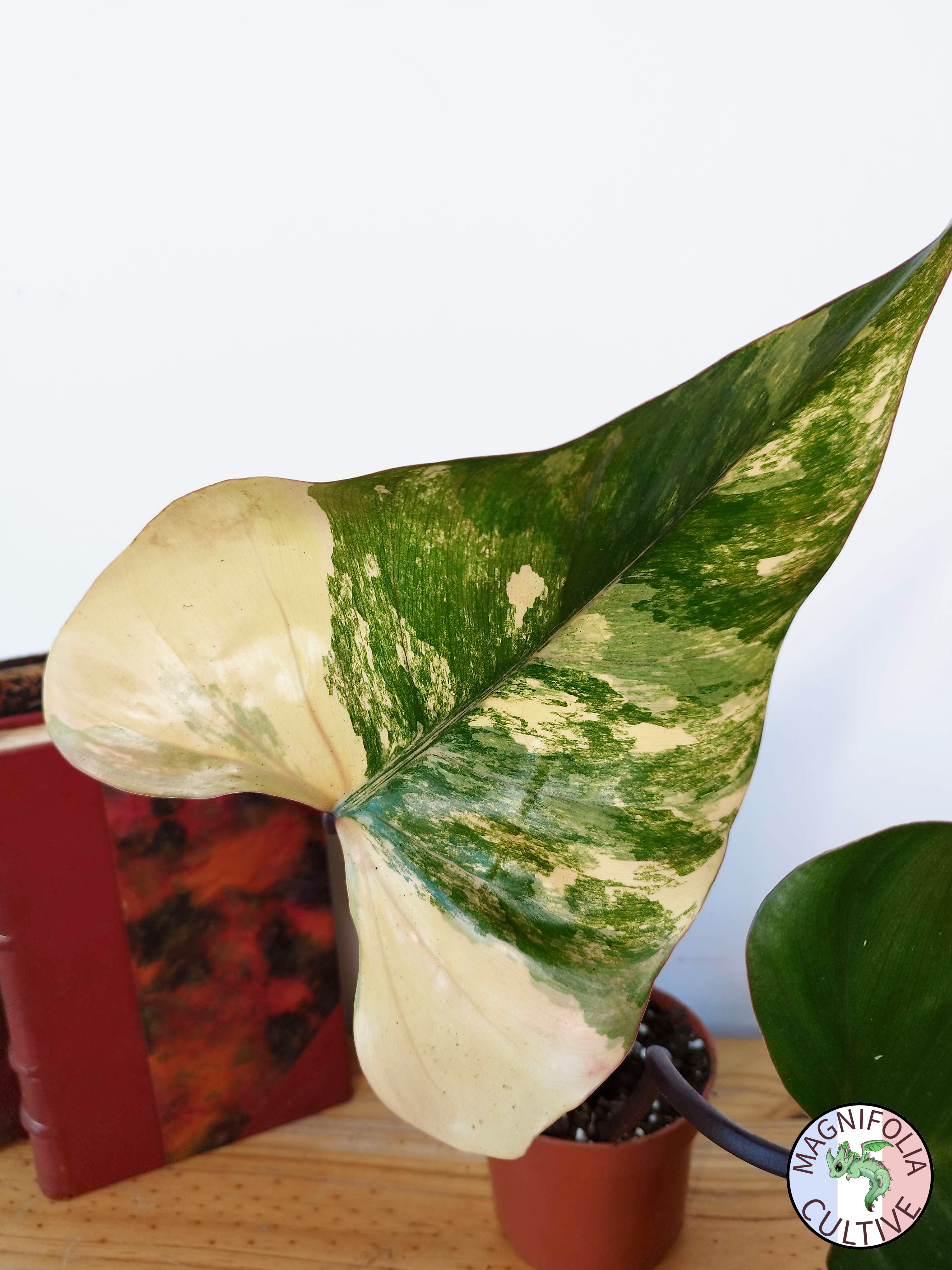 Philodendron 'Strawberry Shake'