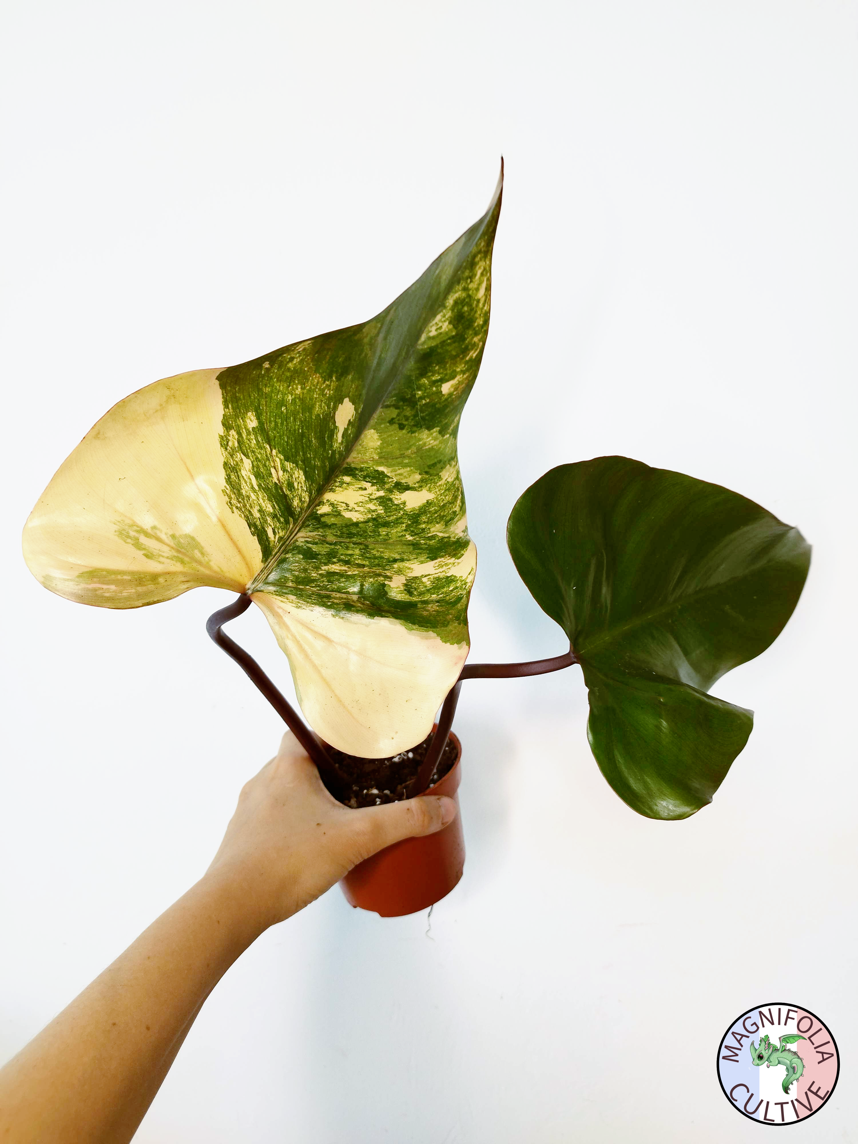 Philodendron 'Strawberry Shake'