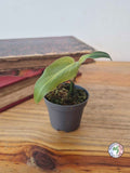 Philodendron maximum