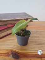 Philodendron maximum