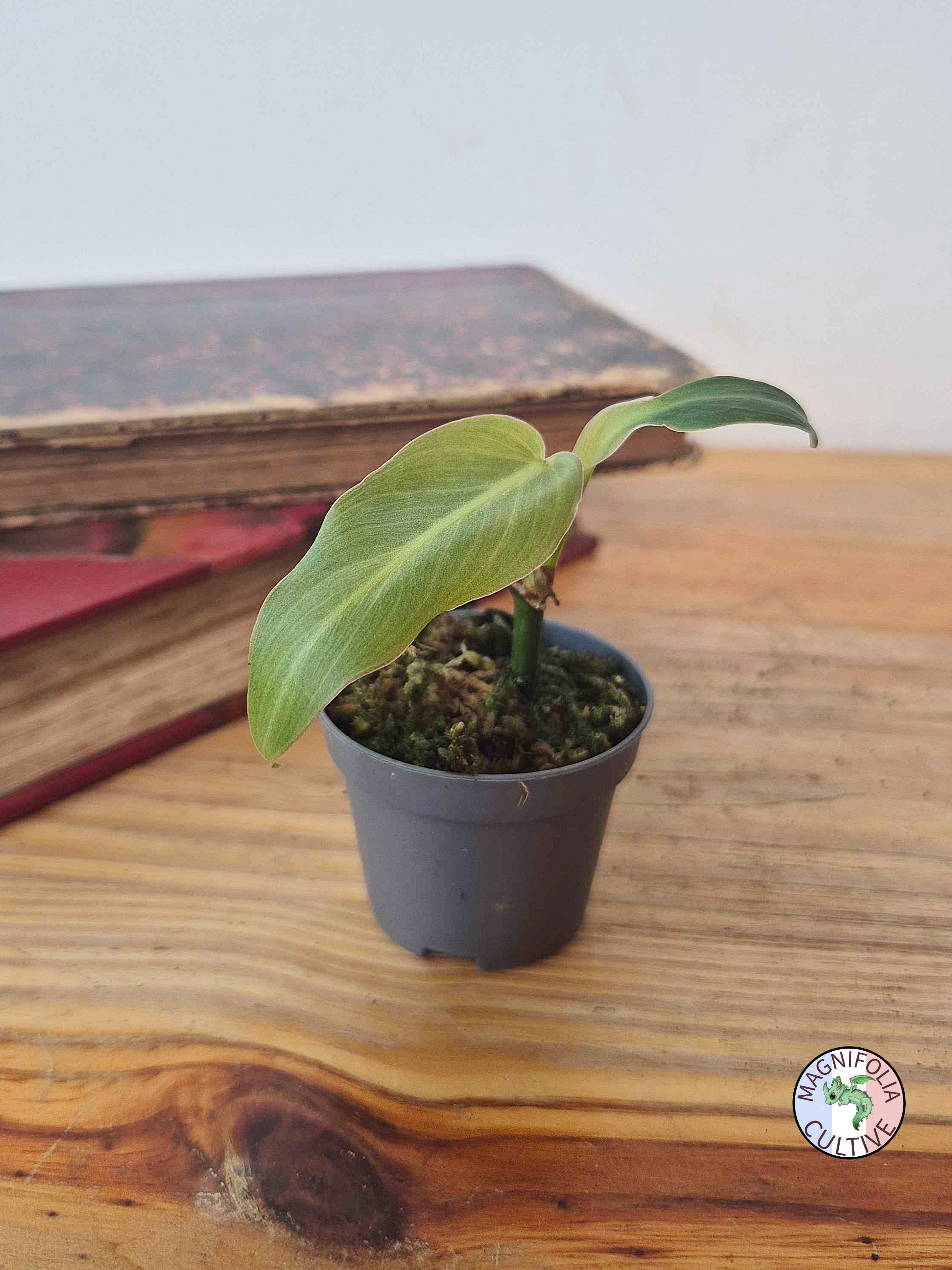 Philodendron maximum