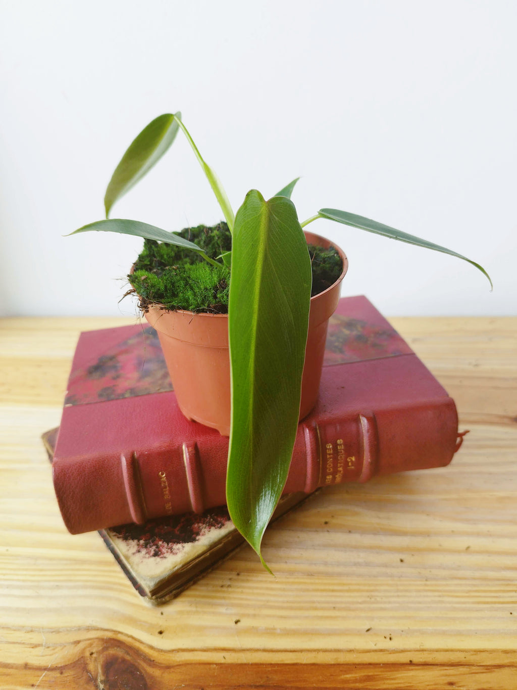 Philodendron spiritus-sancti