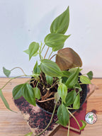 Philodendron scandens var 'Micans'