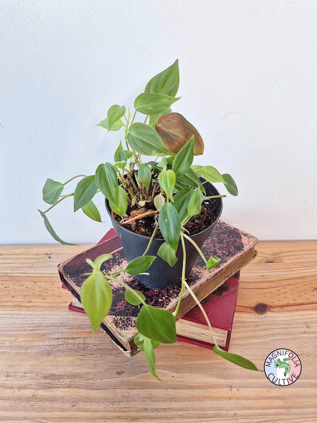 Philodendron scandens var 'Micans'