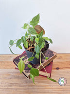 Philodendron scandens var 'Micans'