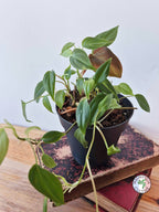 Philodendron scandens var 'Micans'