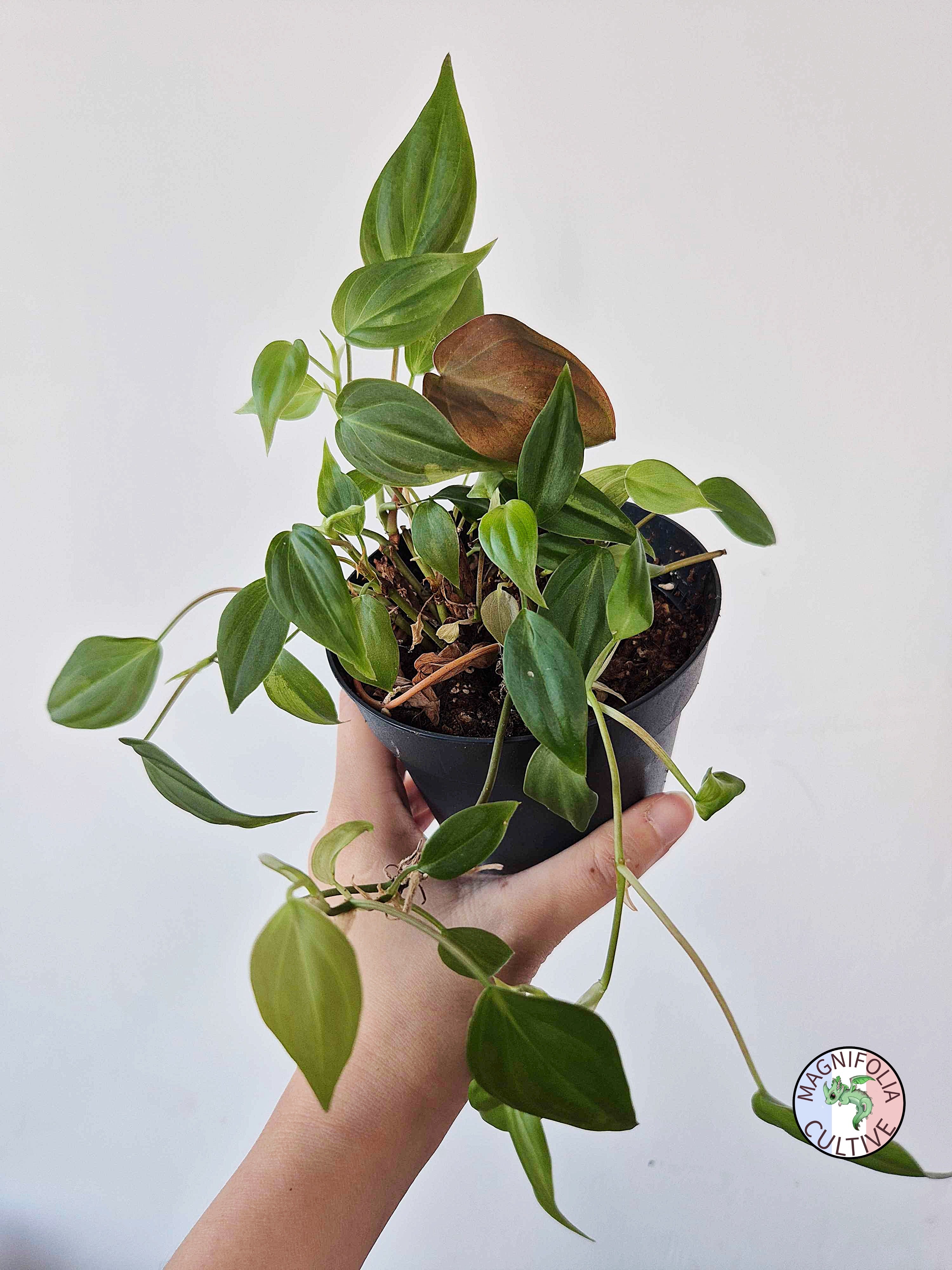 Philodendron scandens var 'Micans'