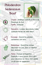 Philodendron hederaceum 'Brasil'