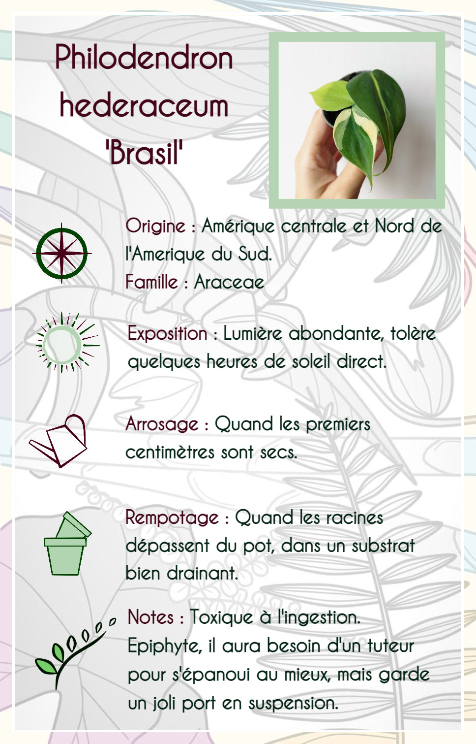 Philodendron hederaceum 'Brasil'