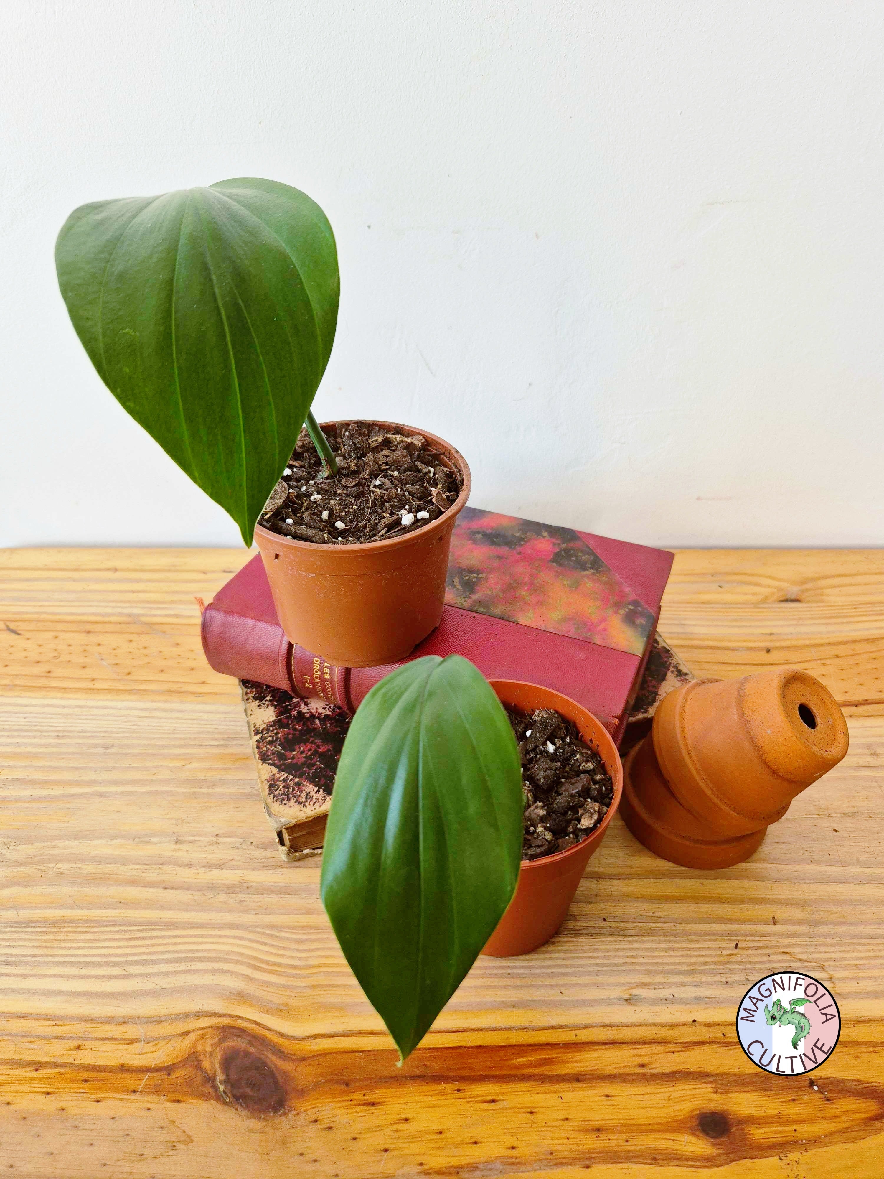 Rhaphidophora nicolsonii