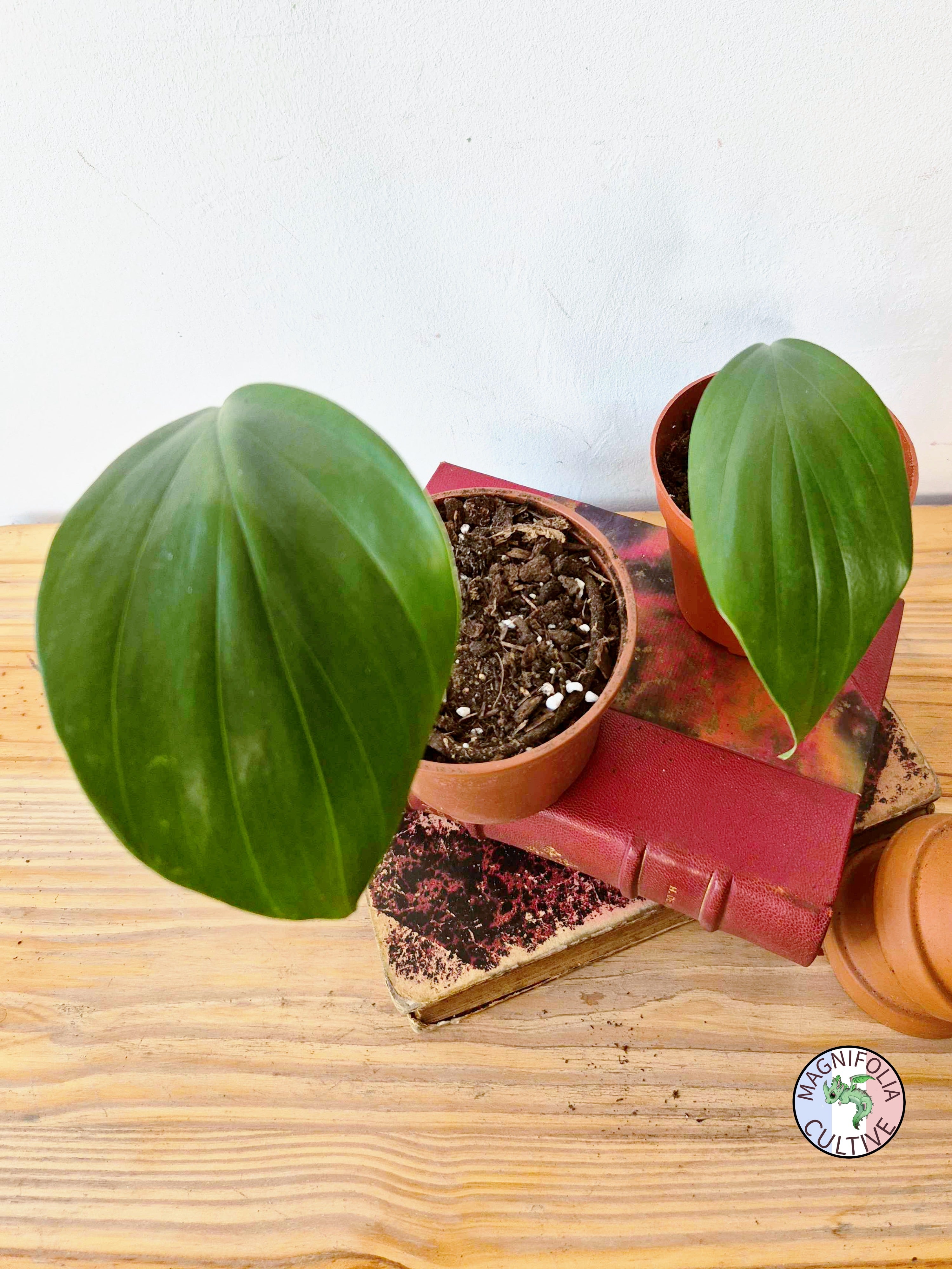 Rhaphidophora nicolsonii