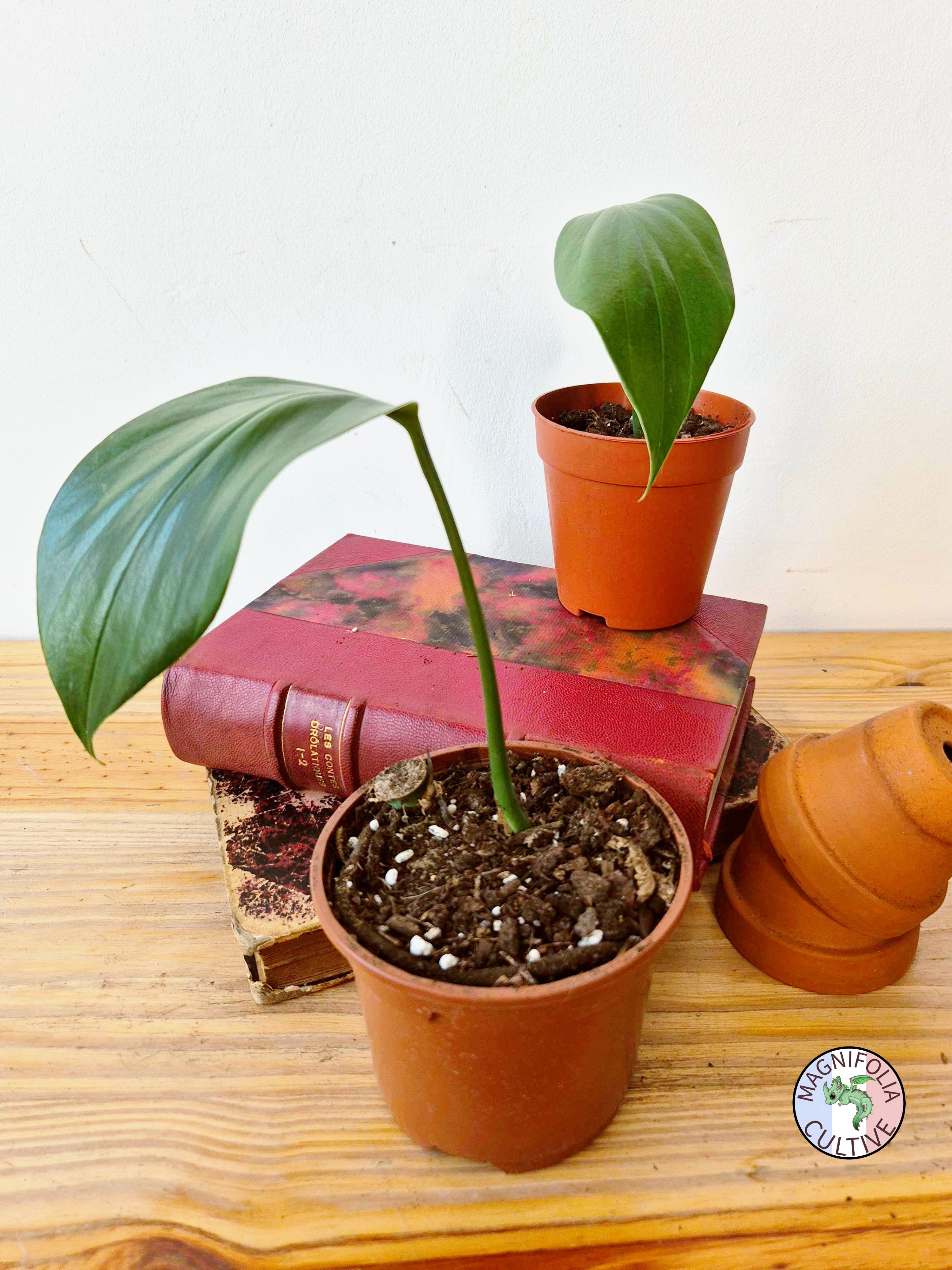 Rhaphidophora nicolsonii