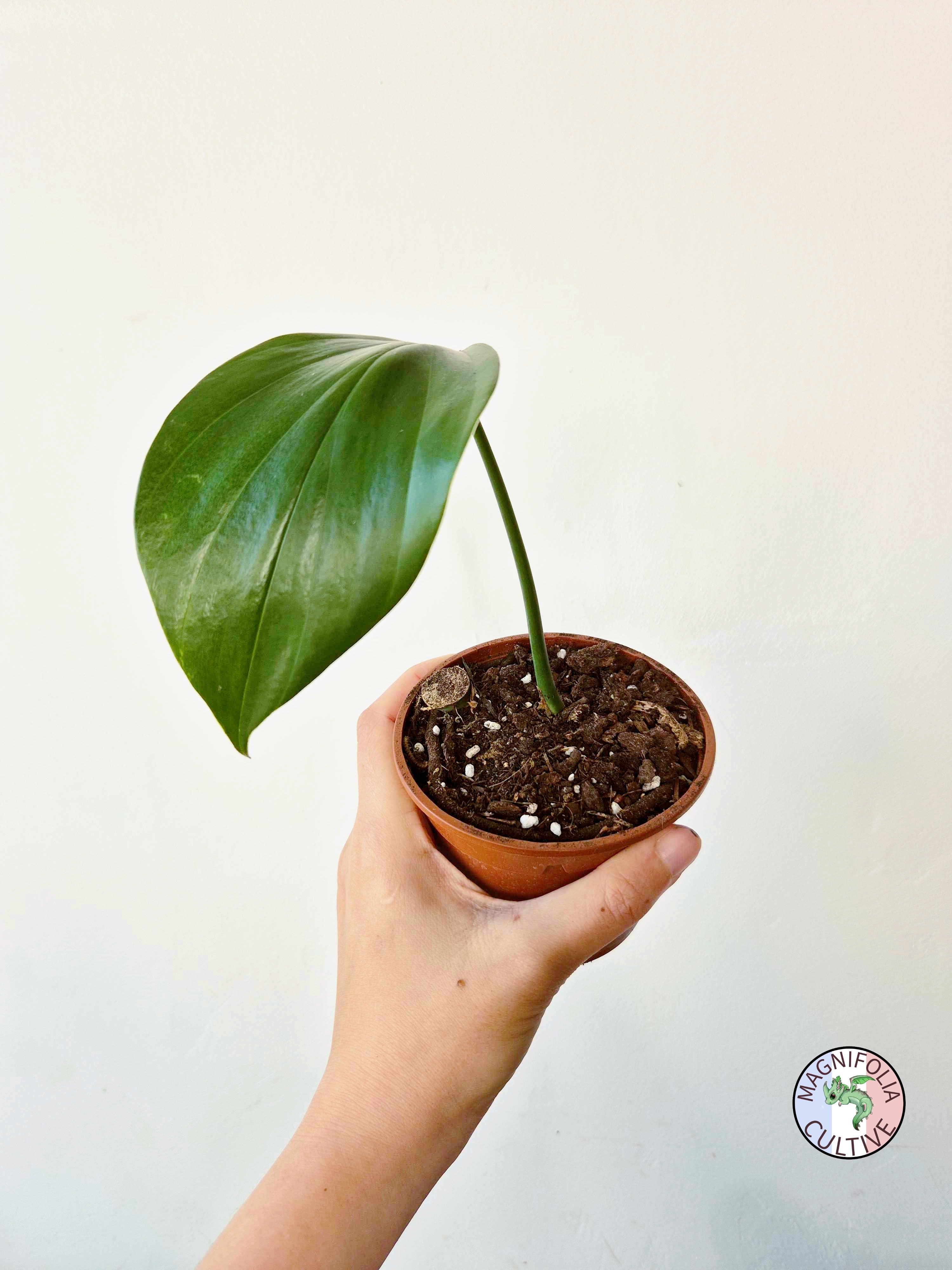 Rhaphidophora nicolsonii