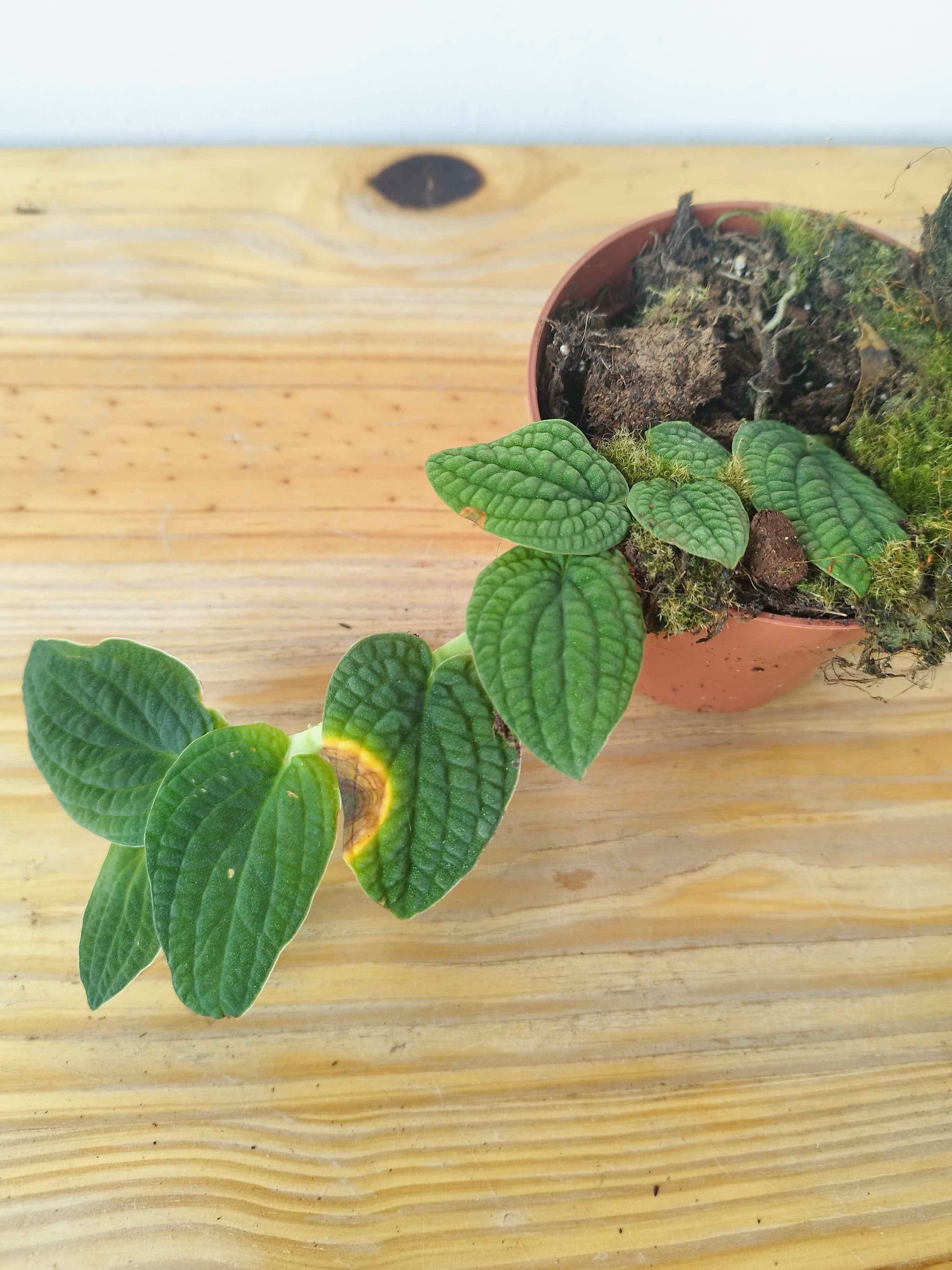 Rhaphidophora tenuis SILVER -IMPARFAITE-