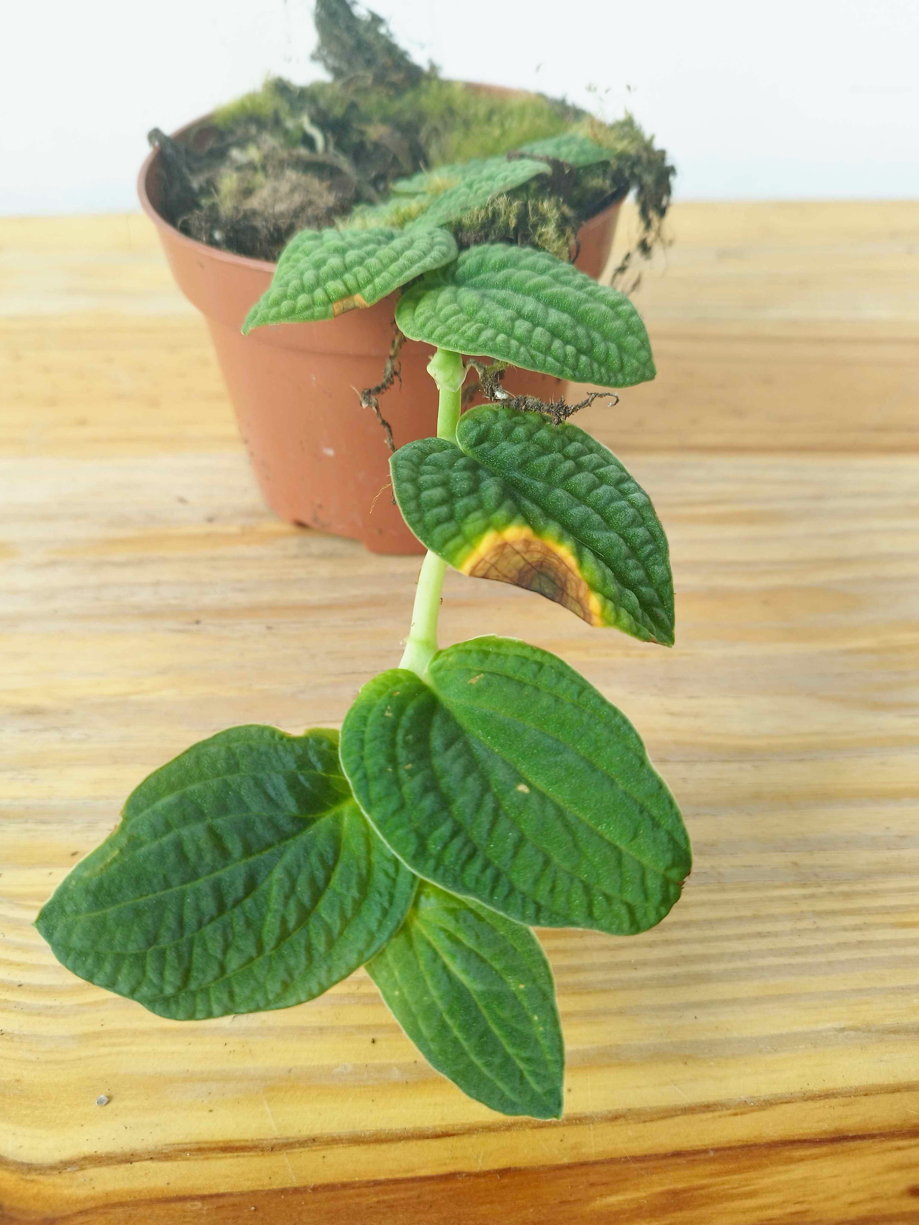 Rhaphidophora tenuis SILVER -IMPARFAITE-