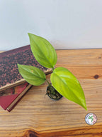 Rhaphidophora pertusa