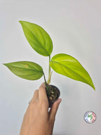 Rhaphidophora pertusa