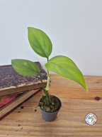 Rhaphidophora pertusa
