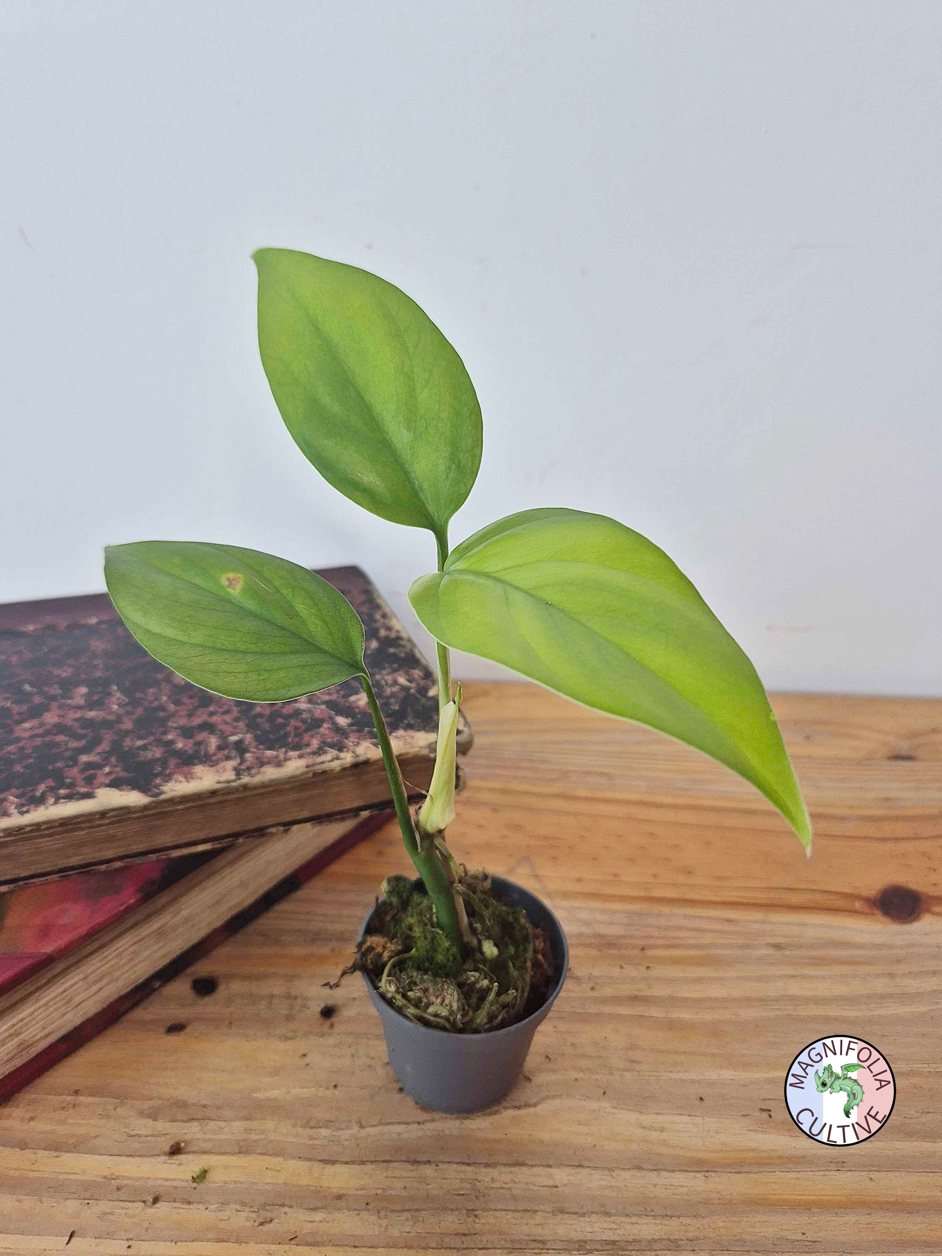 Rhaphidophora pertusa