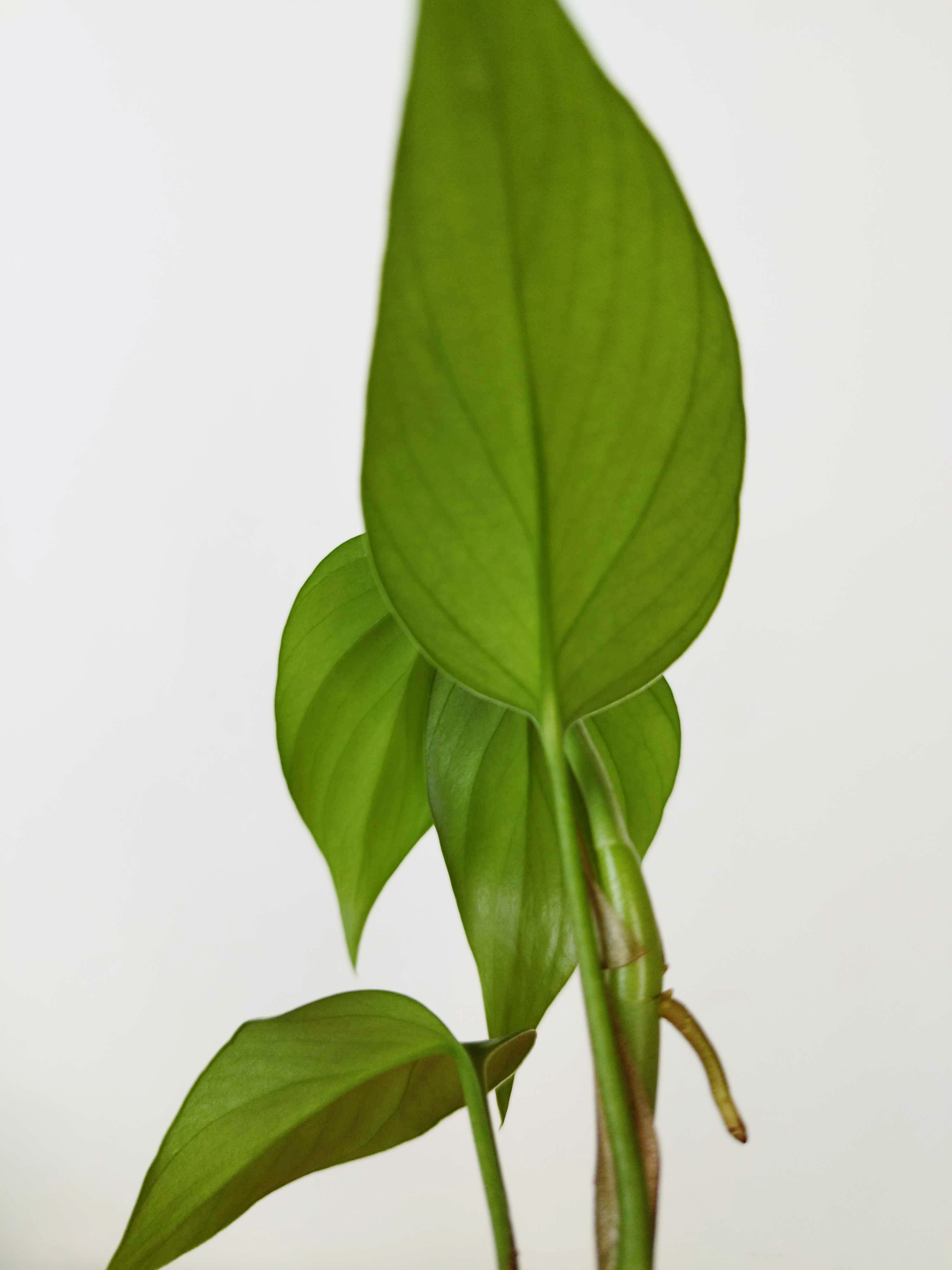 Rhaphidophora pertusa