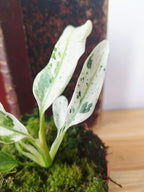 Rhaphidophora puberula Variegata