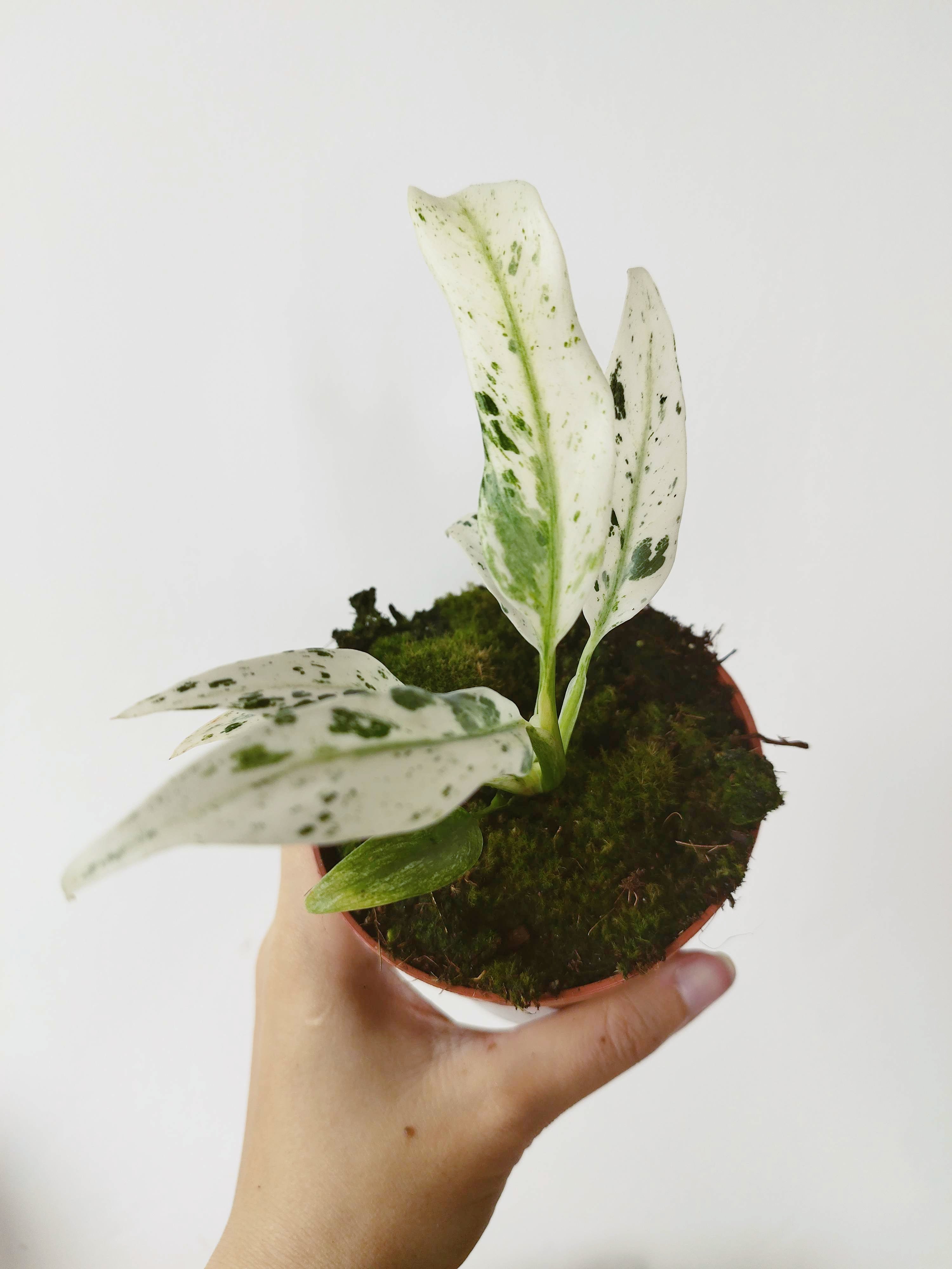 Rhaphidophora puberula Variegata