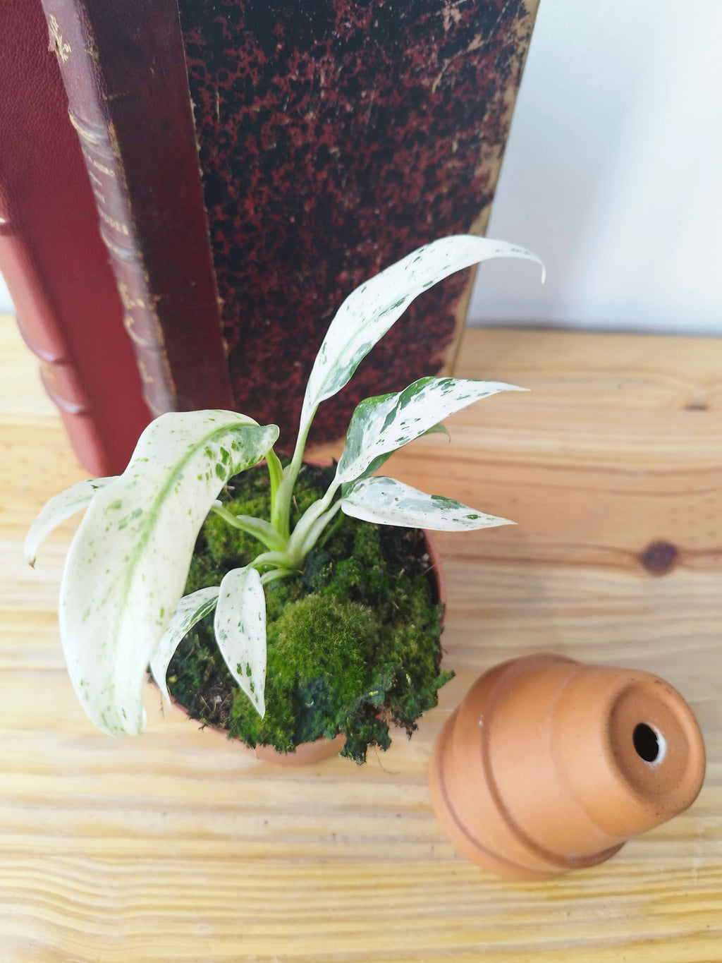 Rhaphidophora puberula Variegata