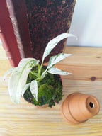 Rhaphidophora puberula Variegata