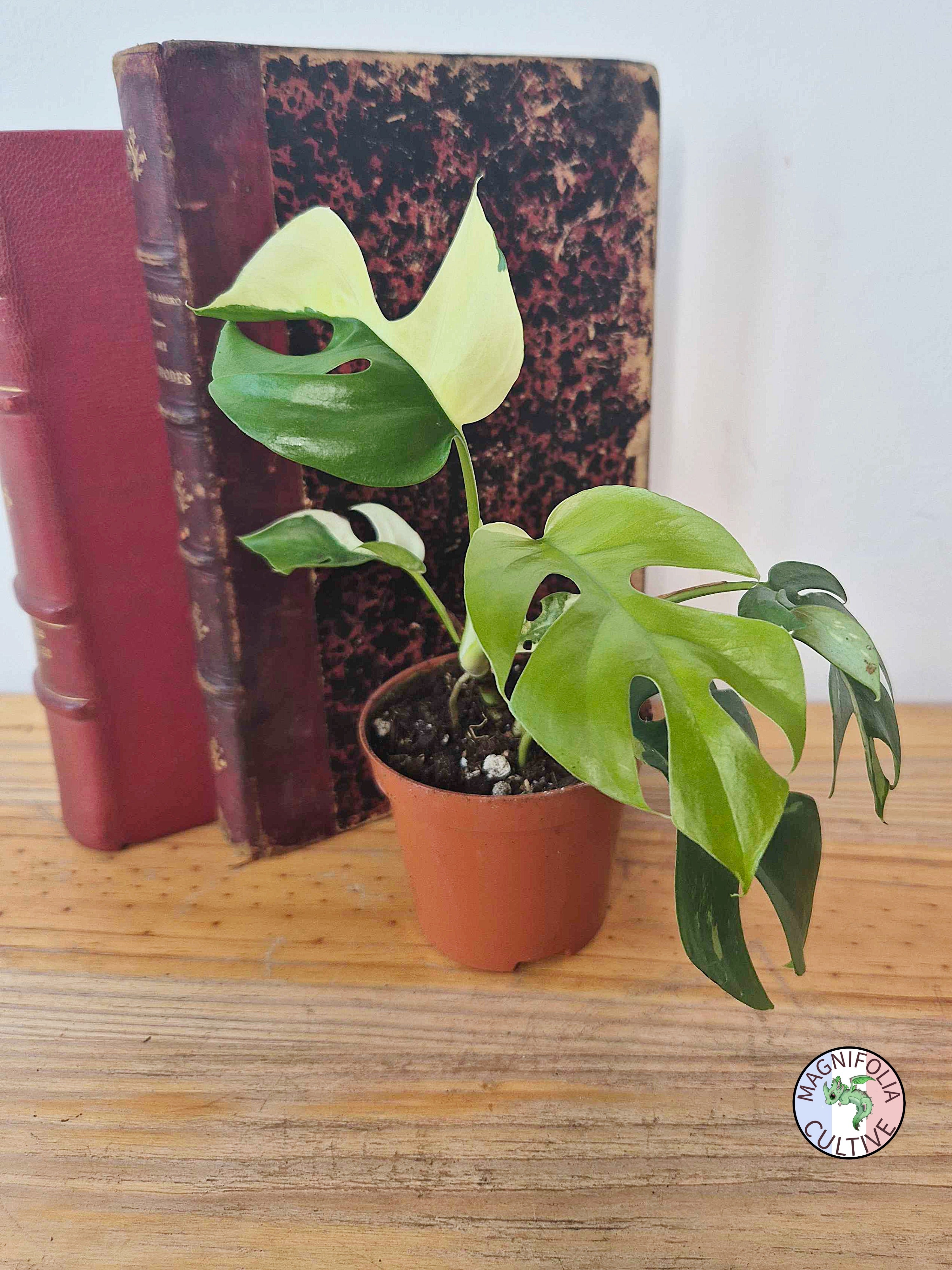 Rhaphidophora tetrasperma 'Variegata'