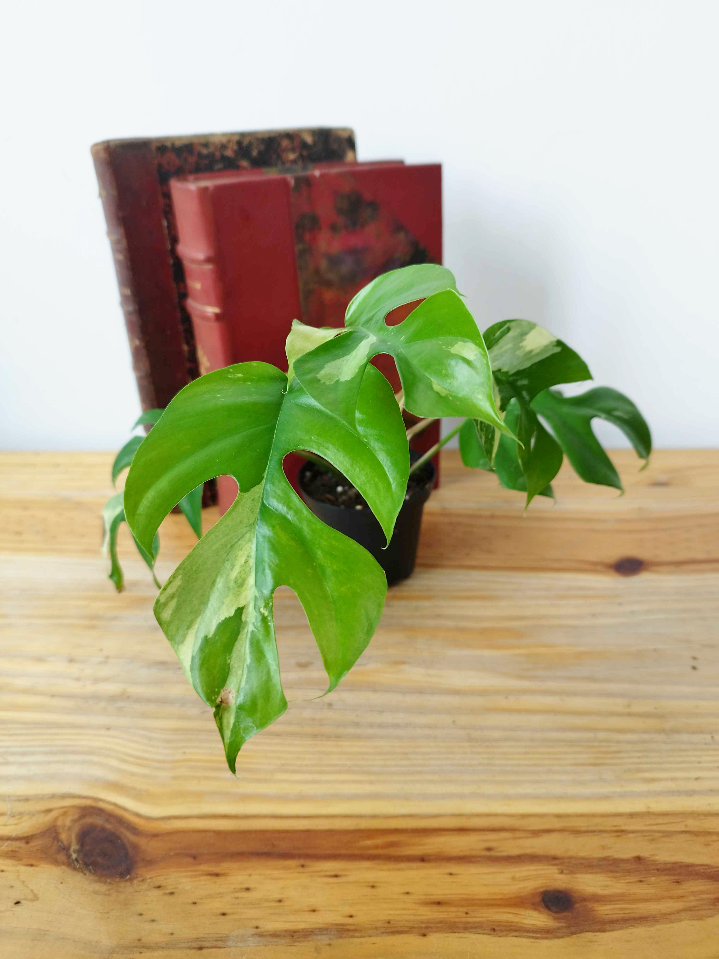 Rhaphidophora tetrasperma 'Variegata'