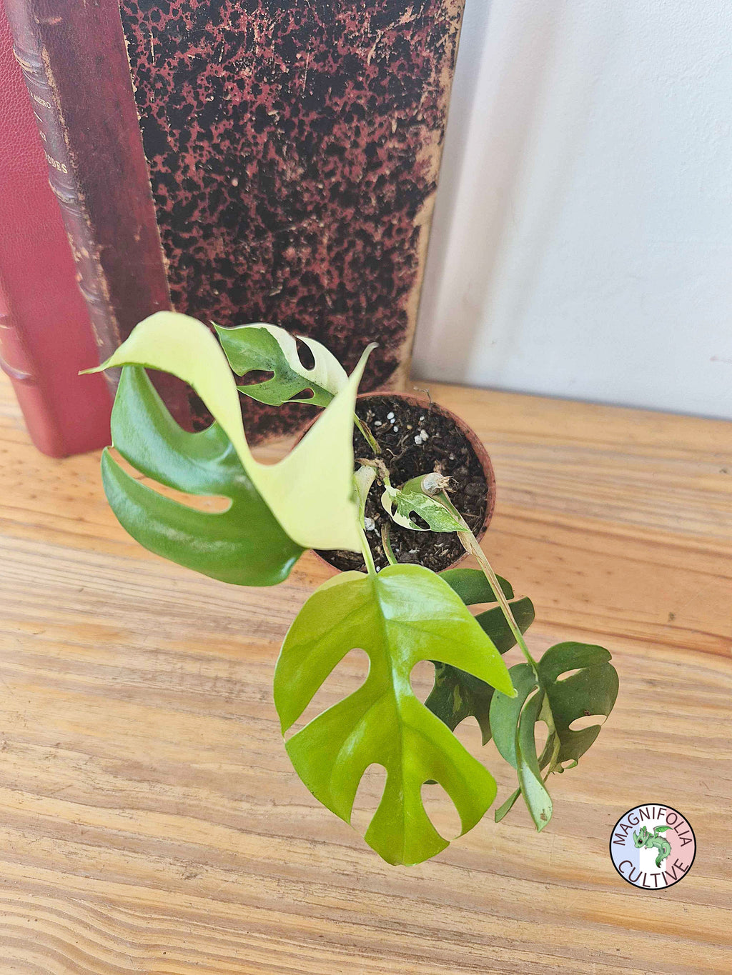 Rhaphidophora tetrasperma 'Variegata'