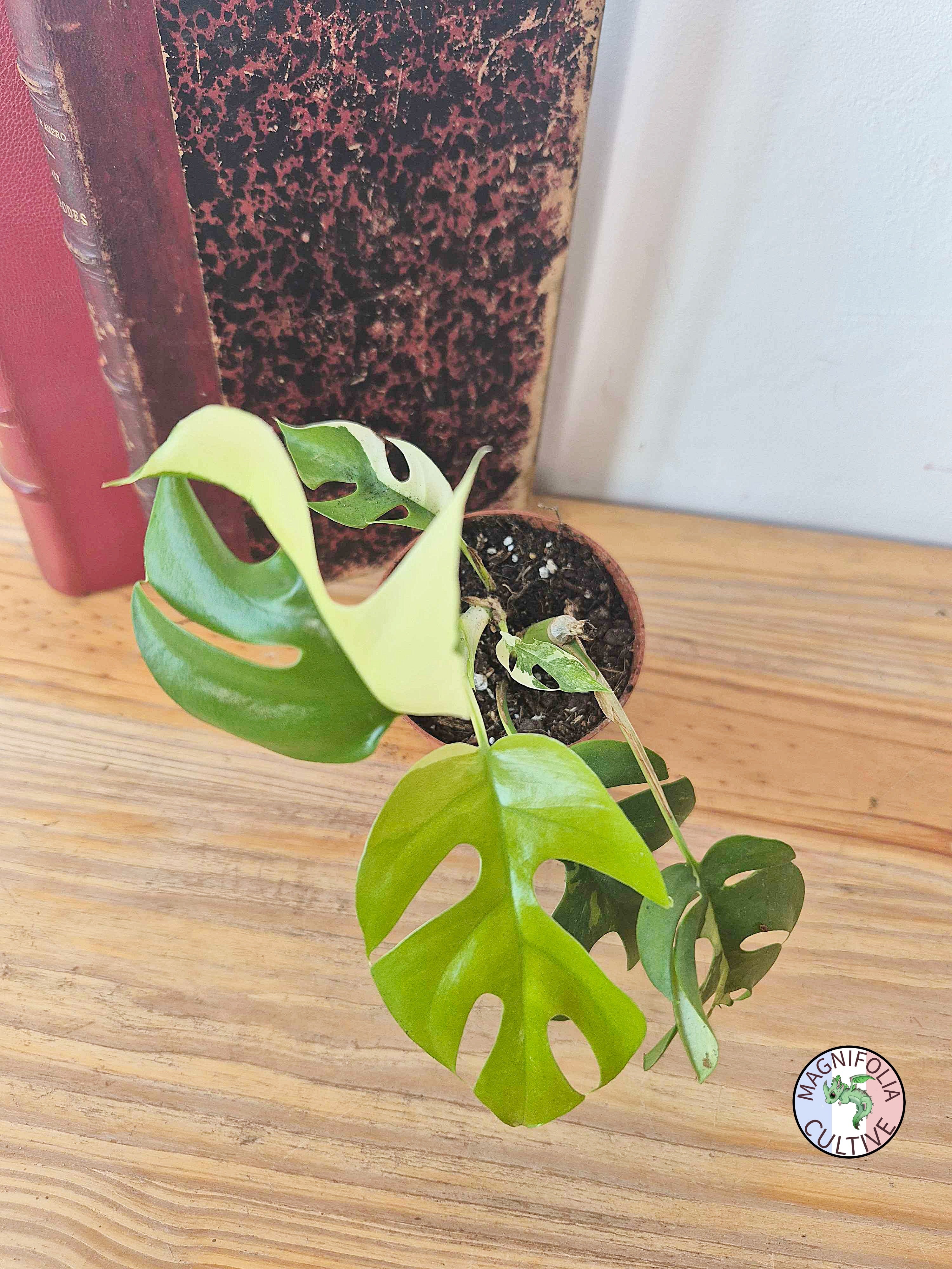 Rhaphidophora tetrasperma 'Variegata'