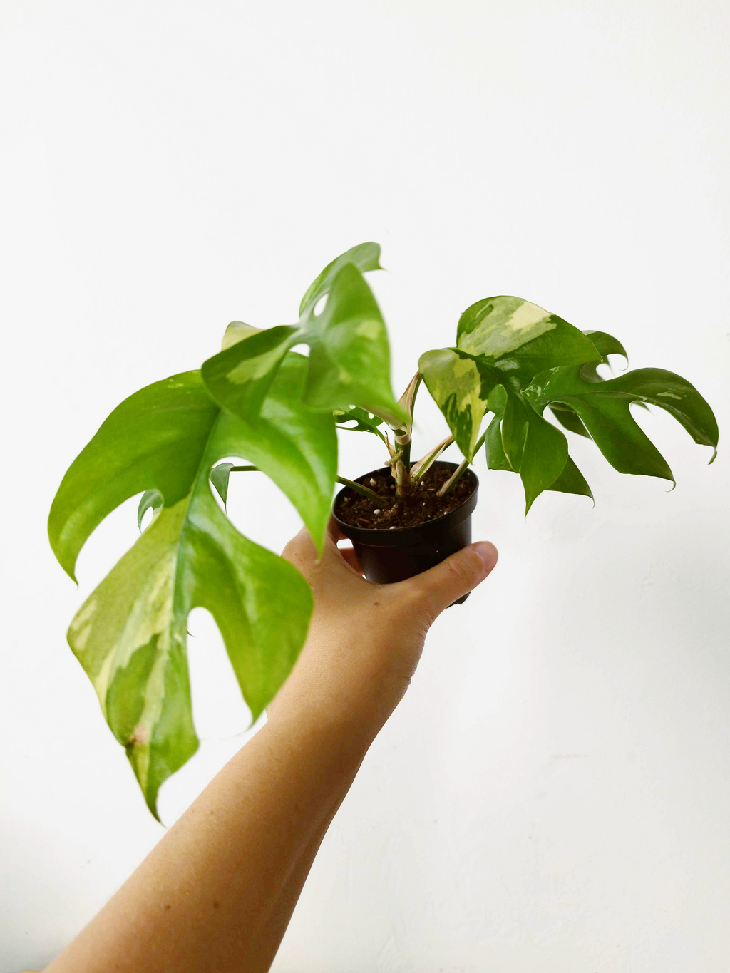 Rhaphidophora tetrasperma 'Variegata'