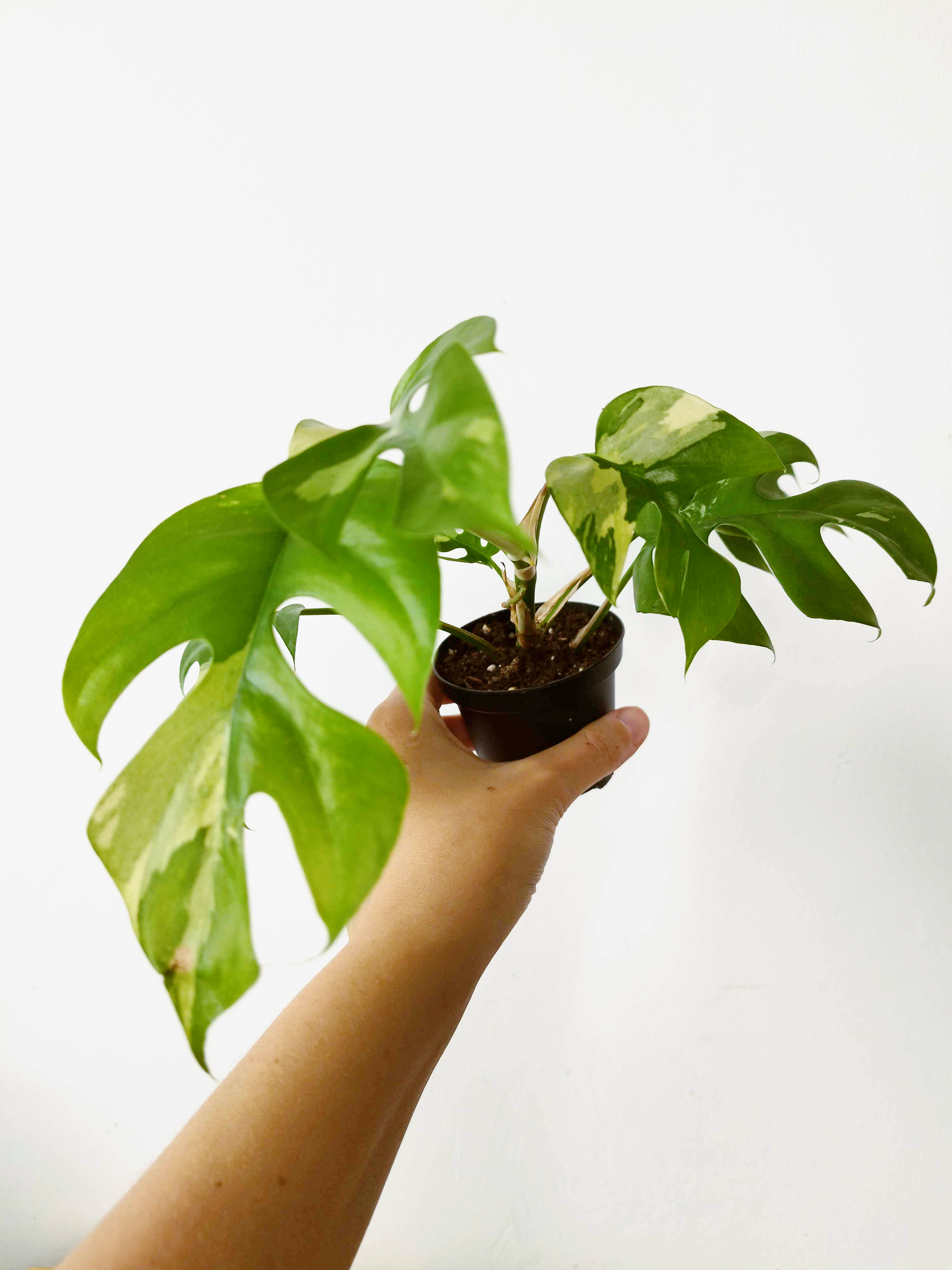 Rhaphidophora tetrasperma 'Variegata'