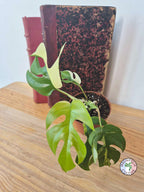 Rhaphidophora tetrasperma 'Variegata'