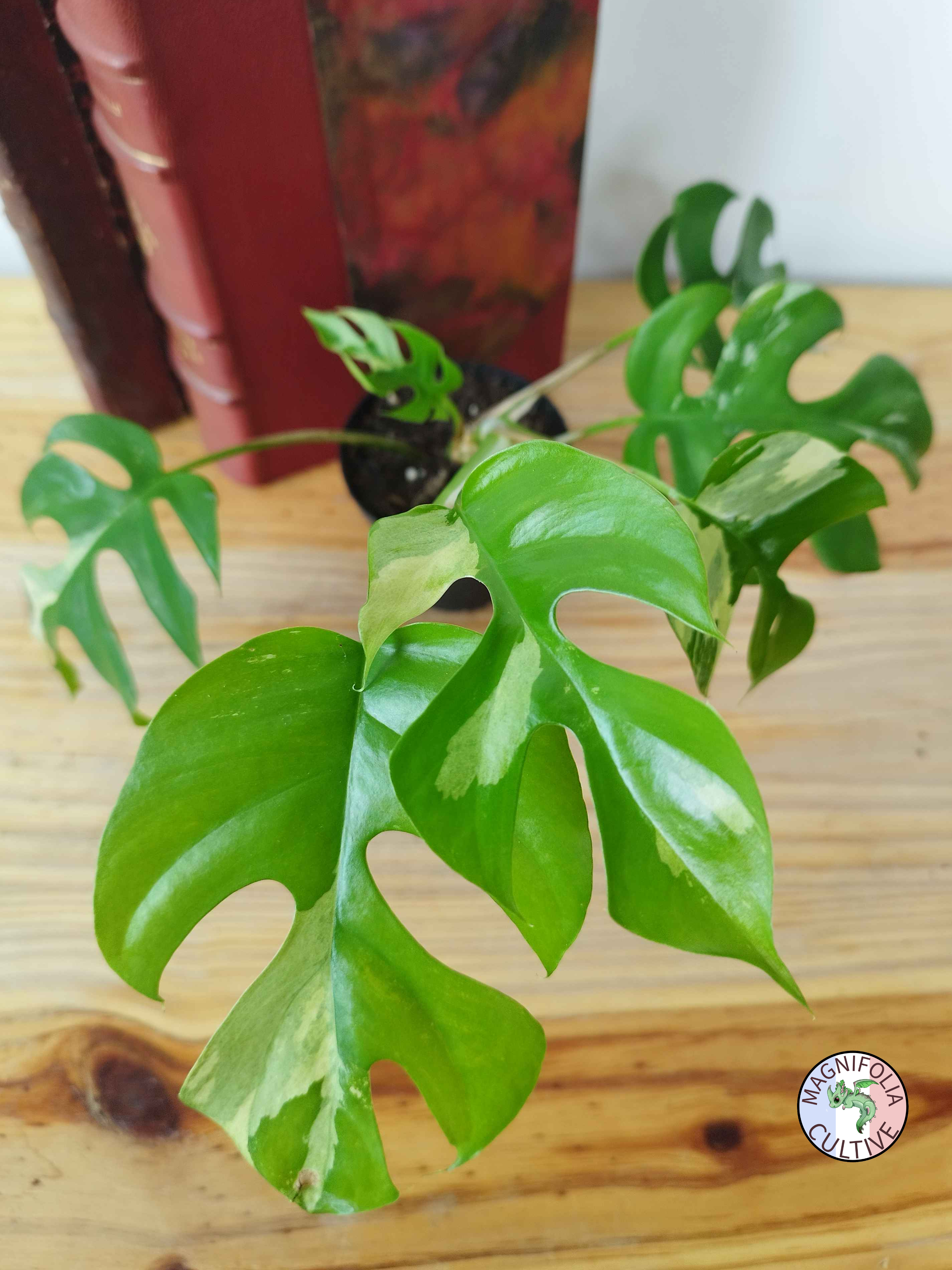 Rhaphidophora tetrasperma 'Variegata'