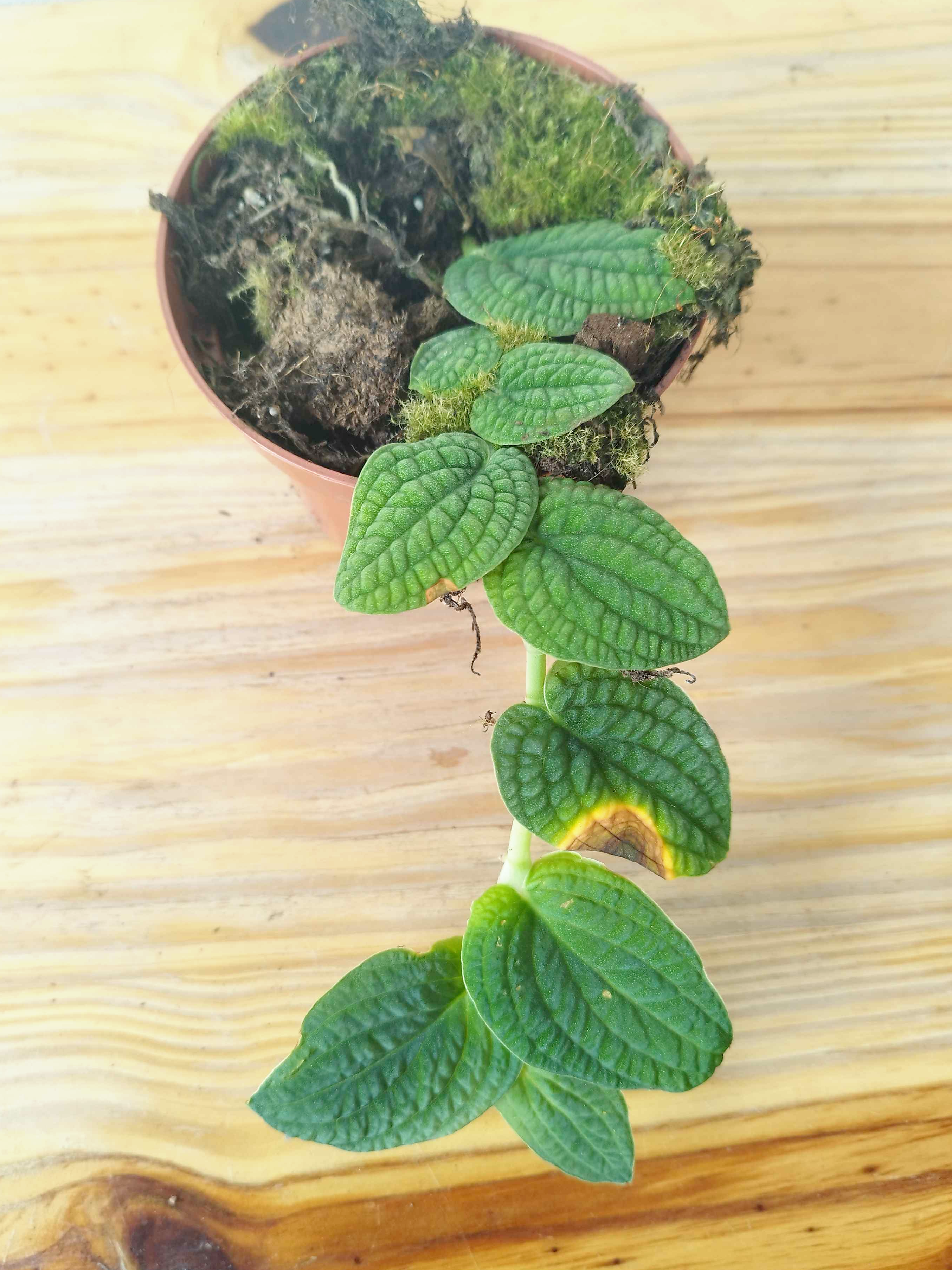 Rhaphidophora tenuis SILVER -IMPARFAITE-
