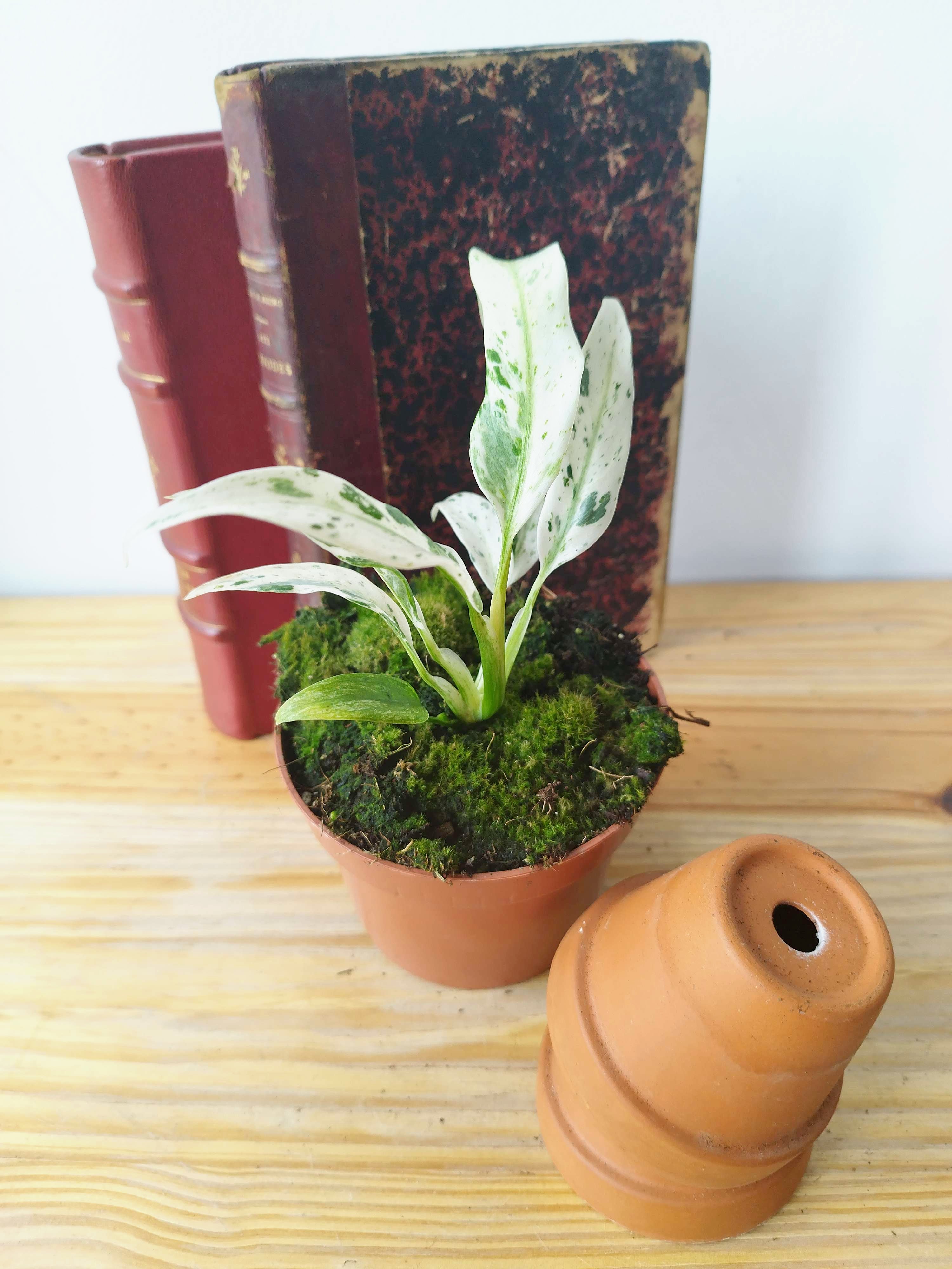 Rhaphidophora puberula Variegata